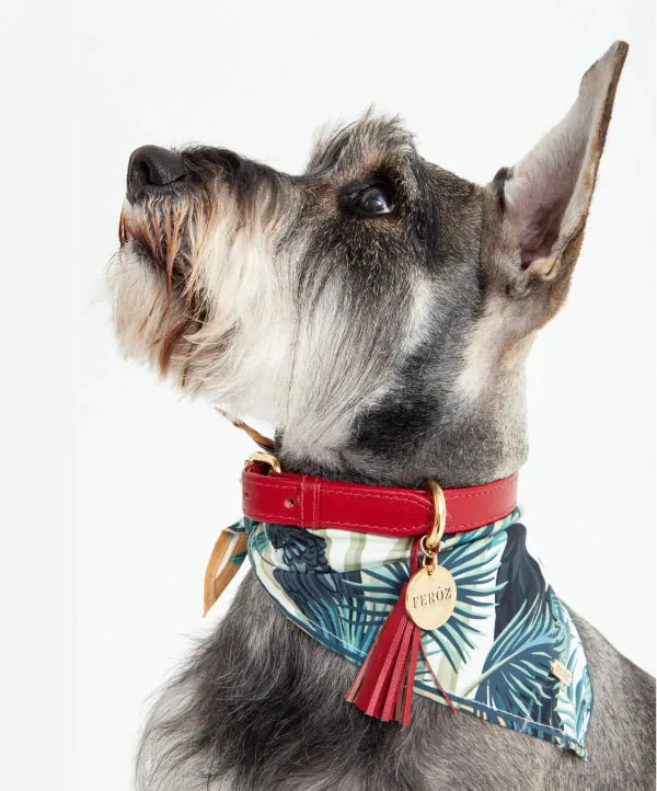 Scarlet red leather dog collar